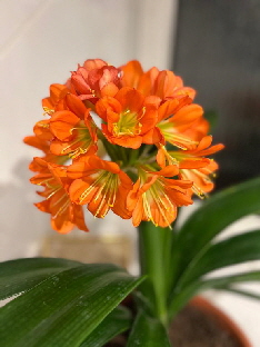 Clivie-20250921-WA0003