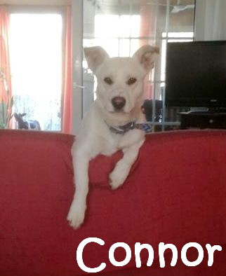 Connor_17974720_1283907288313432_162505421_n_mN
