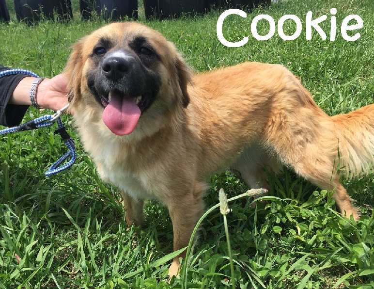 Cookie_1_mN