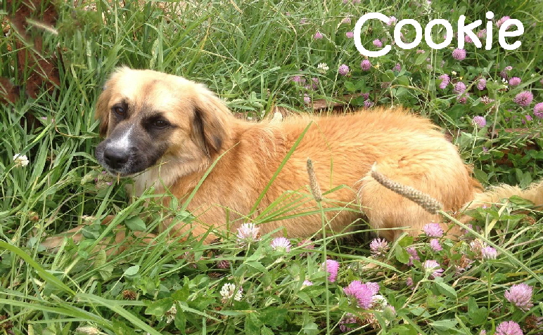 Cookie_in_the_Grass_mN