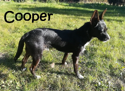 Cooper_4be94d1a-9b1c-4ae6-bcb7-1d4f432321c8_mN