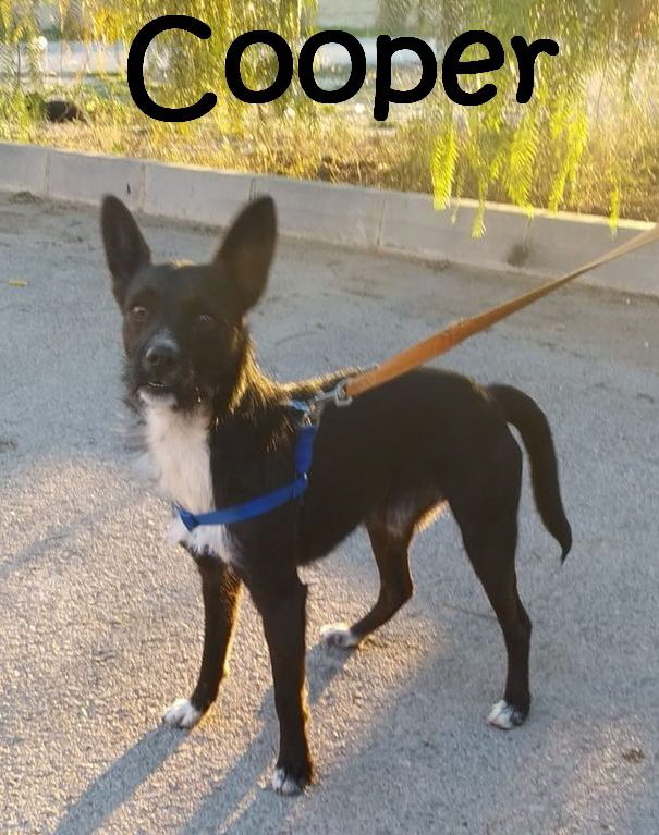 Cooper_IMG-20190208-WA0089_mN