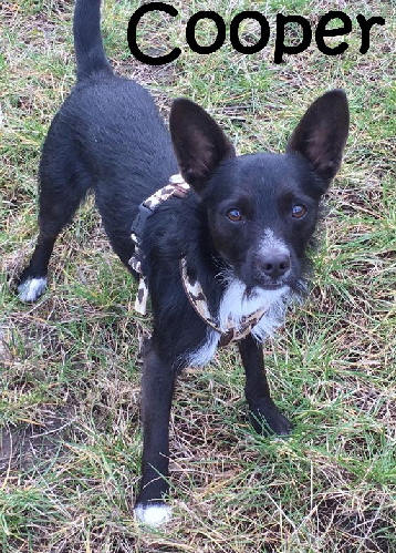 Cooper_IMG-20190309-WA0000_mN