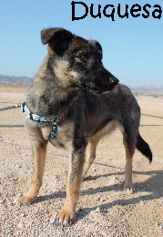 DUQUESA1_mN