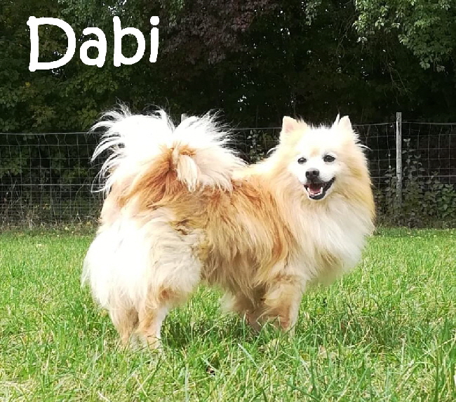 Dabi_IMG-20191006-WA0049_mN