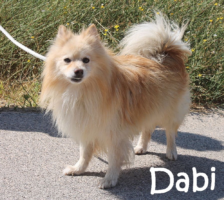 Dabi_IMG_3869_mN