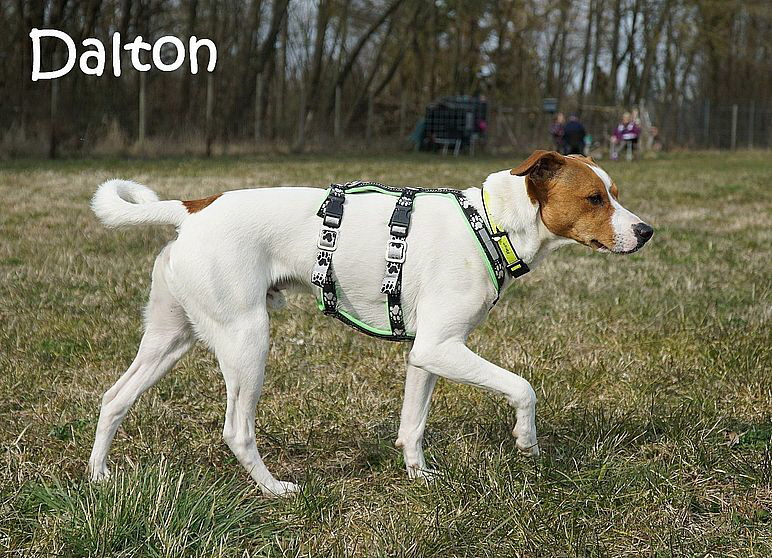 Dalton_DSC07092_mN