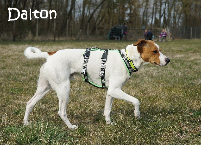 Dalton_DSC07092_mN
