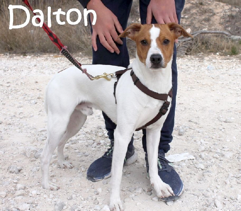 Dalton_IMG_0632_mN