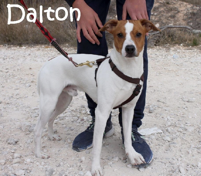 Dalton_IMG_0632_mN