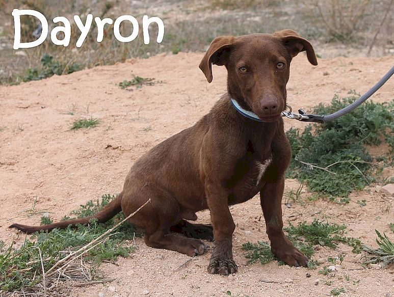 Dayron_IMG_7954_mN