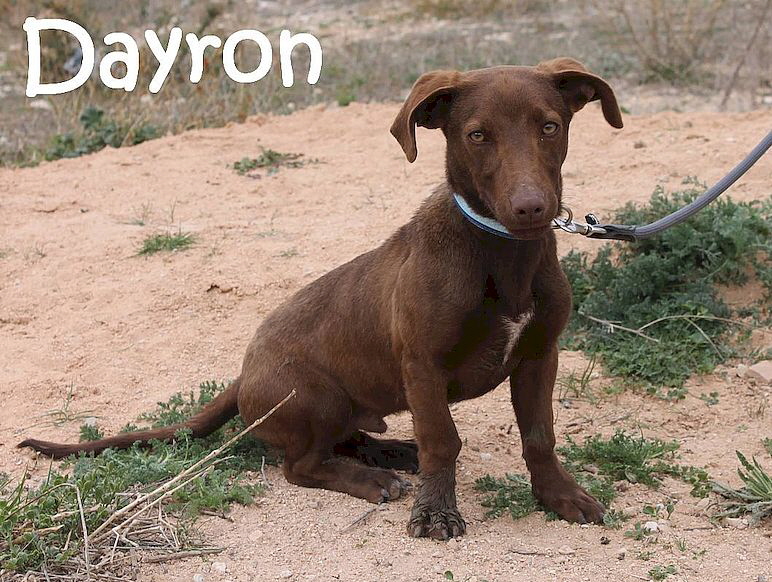 Dayron_IMG_7954_mN