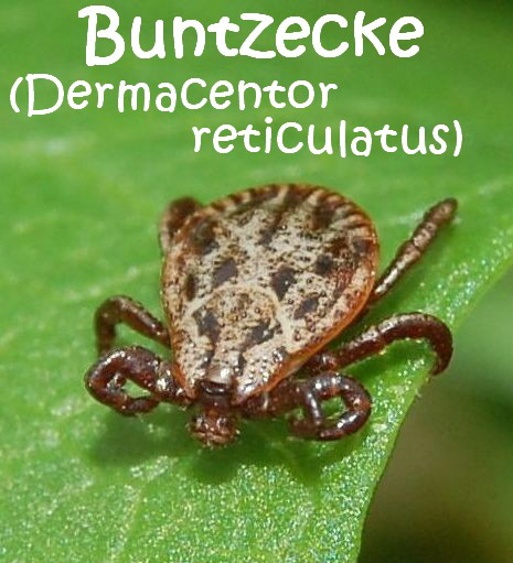 Dermacentor_reticulatus_M_070825