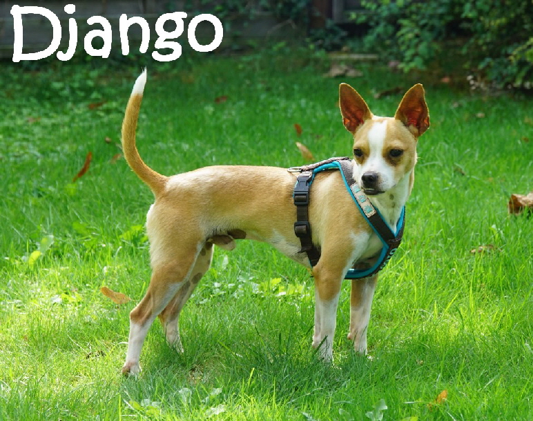 Django_DSC05335_mN