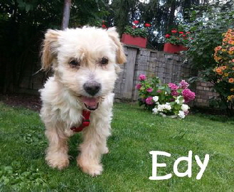 Edy_IMG-20160730-WA0000_mN