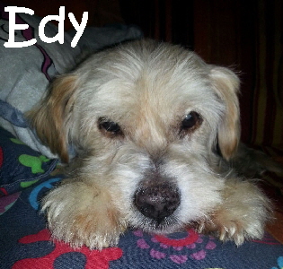 Edy_IMG-20160807-WA0001_mN