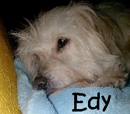 Edy_IMG-20170206-WA0006_mN