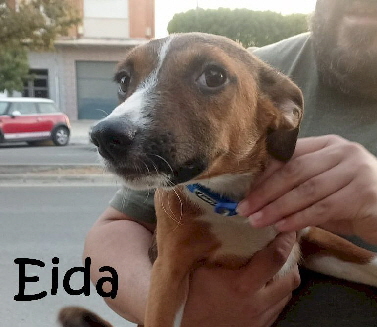 Eida_IMG-20230718-WA0013_mN