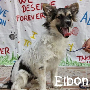 Elbon_IMG_7122_mN