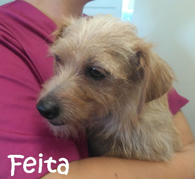 Feita_IMG-20190806-WA0006_mN