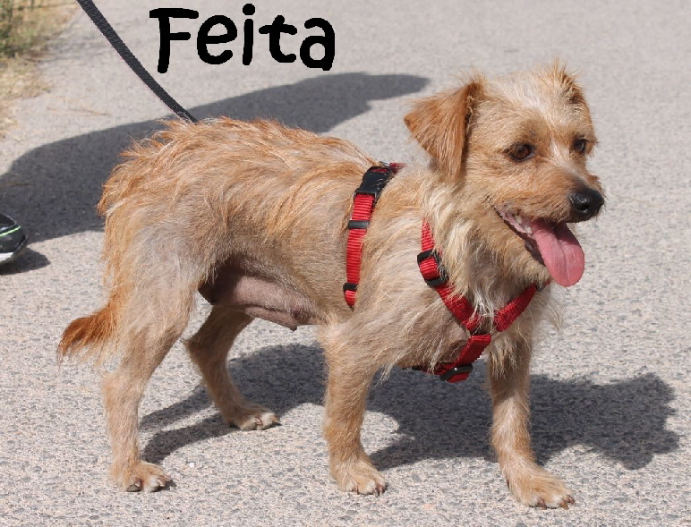 Feita_IMG_2725_mN