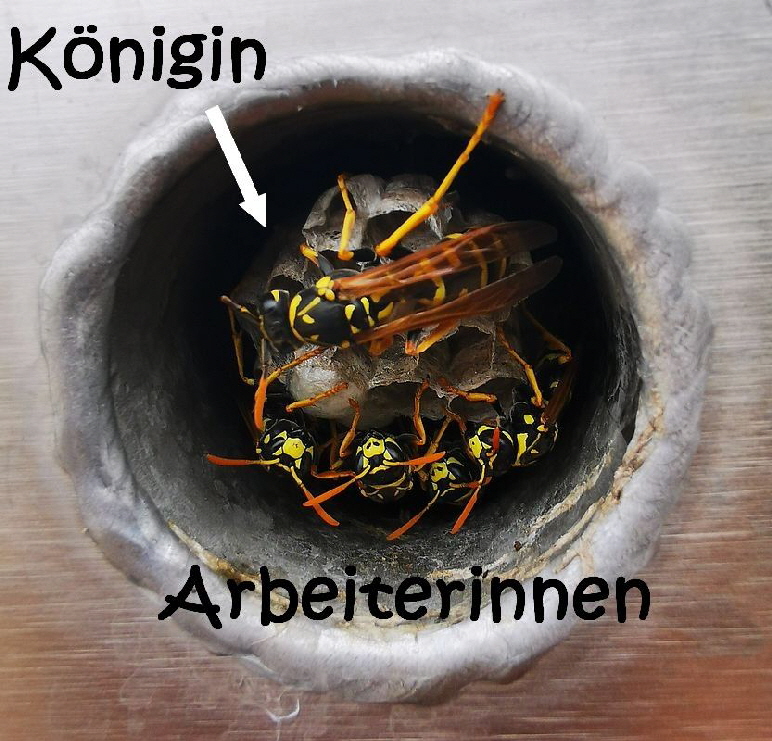 Feldwespen_IMG_20220624_094054