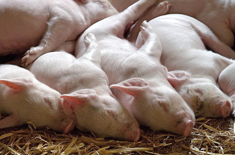 Ferkel_piglet-1639587_1280