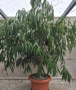 Ficus_20250824_141258_edit_105384869801106 Ficus_20250824_141258_edit_105384869801106