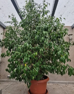 Ficus_20250824_141549_edit_105359192465172