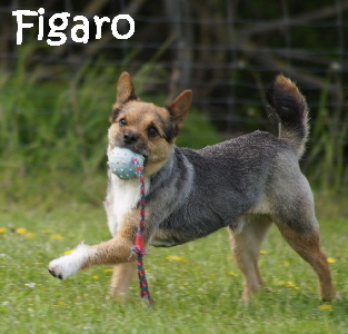 Figaro__DSC01569_mN