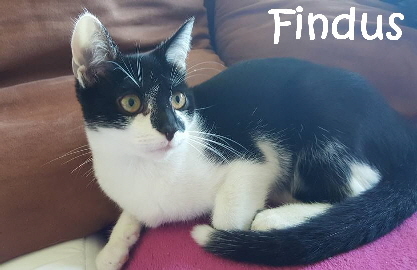 Findus_14237748_317930378555803_1449638089129862535_mN