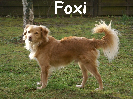 Foxi_DSC00002_mN