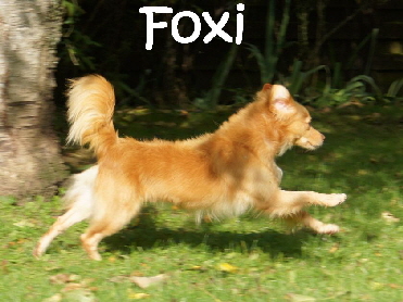 Foxi_DSC05081_mN