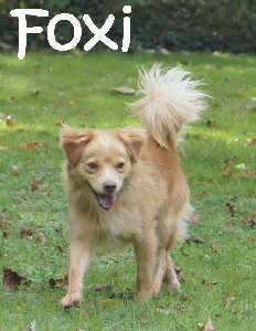 Foxi_DSC05244_mN