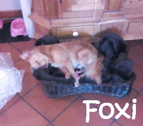 Foxi_IMG-20161020-WA0001_mN