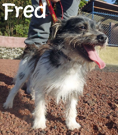 Fred_mN