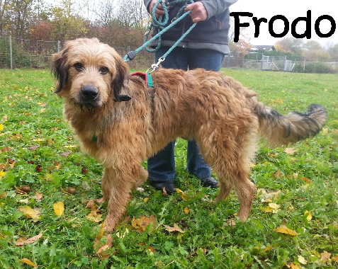 Frodo_20171028_103835_mN