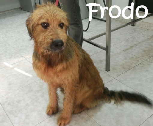 Frodo_IMG-20171011-WA0029_mN