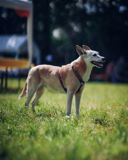 Fruehlingsfest_2019_Justin_DSC05785