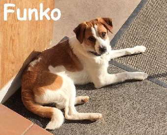 Funko_IMG-20170314-WA0009_mN