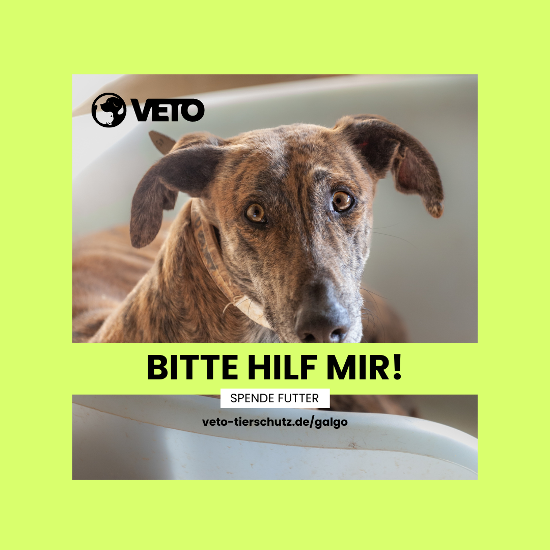 Galgo fr Vereine - Hilf mir_Facebook