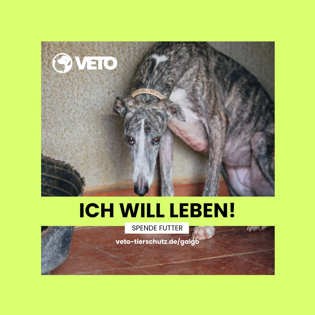 Galgo fr Vereine - Ich will leben_Facebook