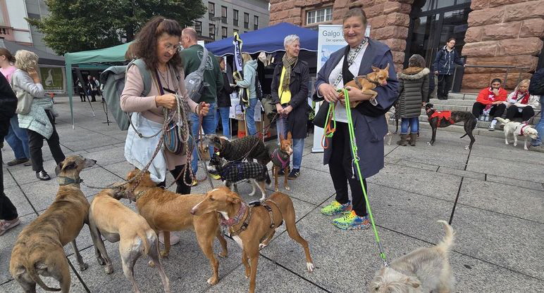 GalgoMarschMainz-20250927-WA0011 GalgoMarschMainz-20250927-WA0011