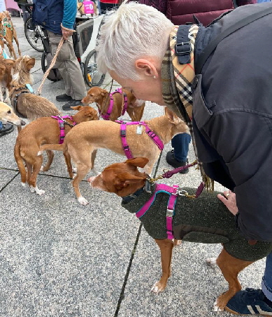 GalgoMarschMainz-20250928-WA0000 GalgoMarschMainz-20250928-WA0000