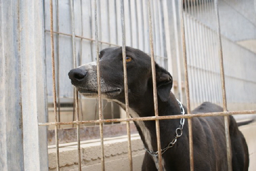 Galgo_640x427