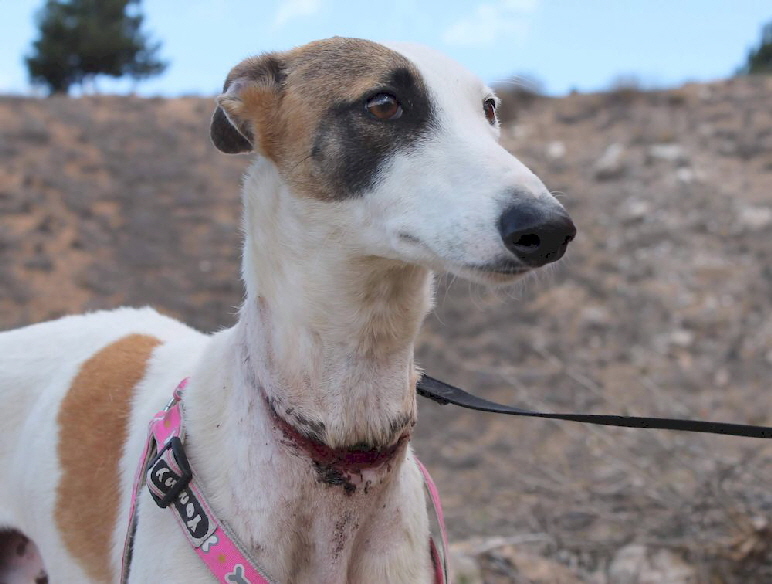 Galgo_Halsverletzung_5262