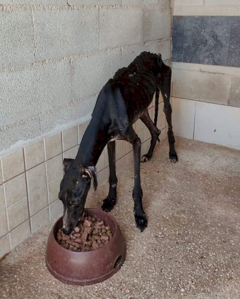 Galgo_Villena_IMG-20240114-WA0027