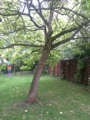 Garten_20170825_190648