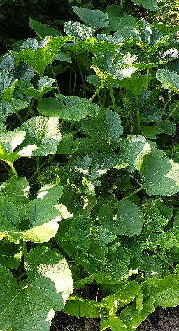Garten_20200621_192046