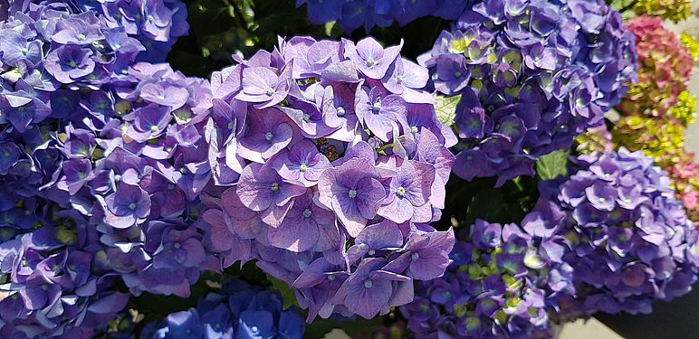 Garten_20200621_193045